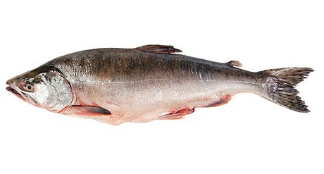 PINK SALMON.PNG